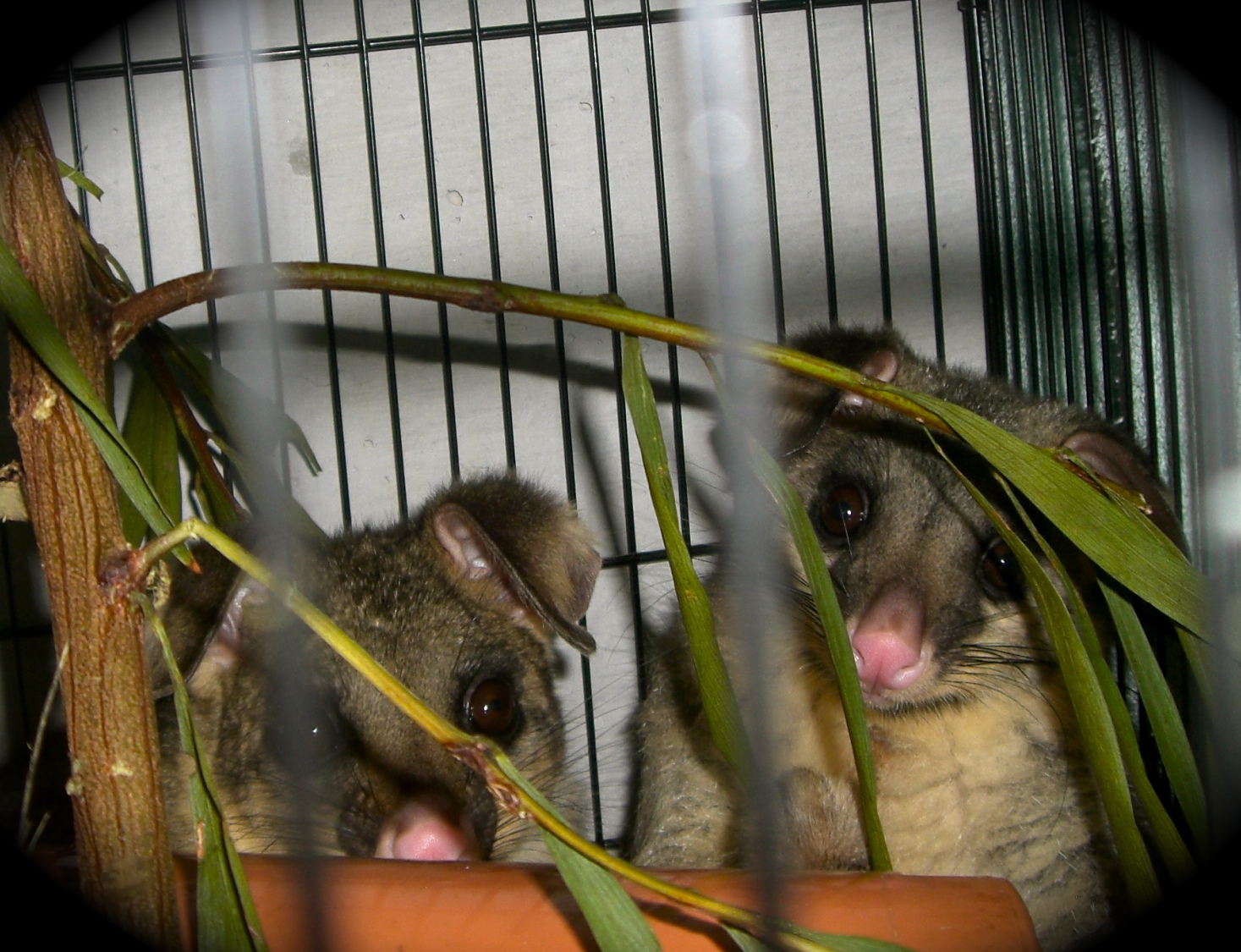 WIRES - Fatso & Fuzzy's Brushtail Possum Rescue